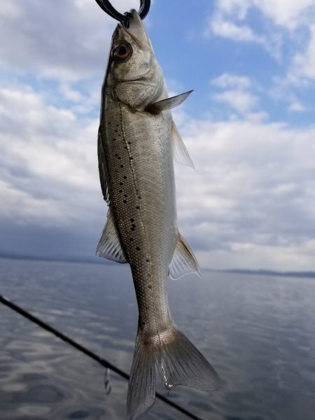 アマテラス 釣果