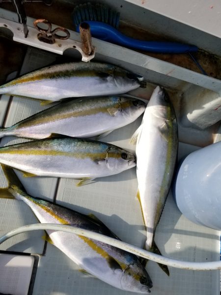 アマテラス 釣果