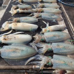 ブルースフィッシングサービス 釣果