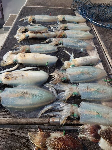 ブルースフィッシングサービス 釣果