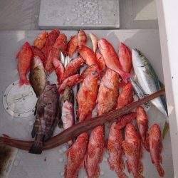 エンペラー 釣果