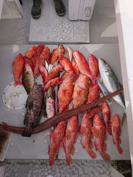 エンペラー 釣果