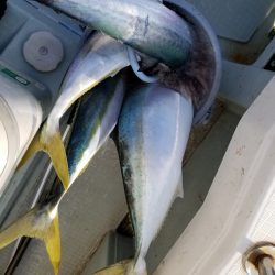 アマテラス 釣果