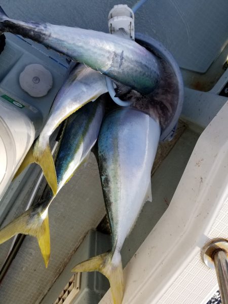 アマテラス 釣果