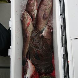 エンペラー 釣果