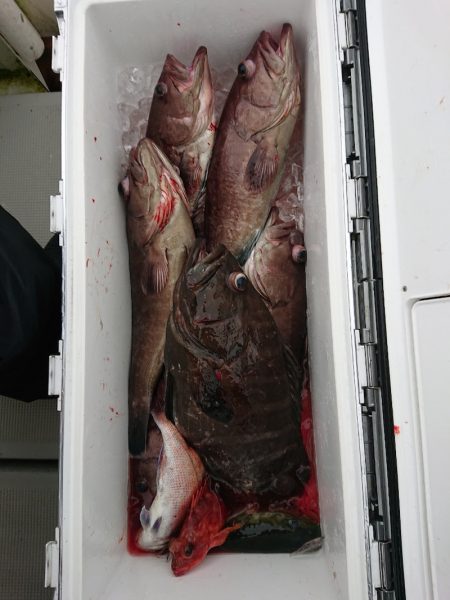 エンペラー 釣果