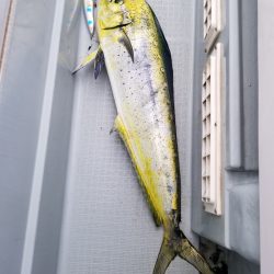 アマテラス 釣果