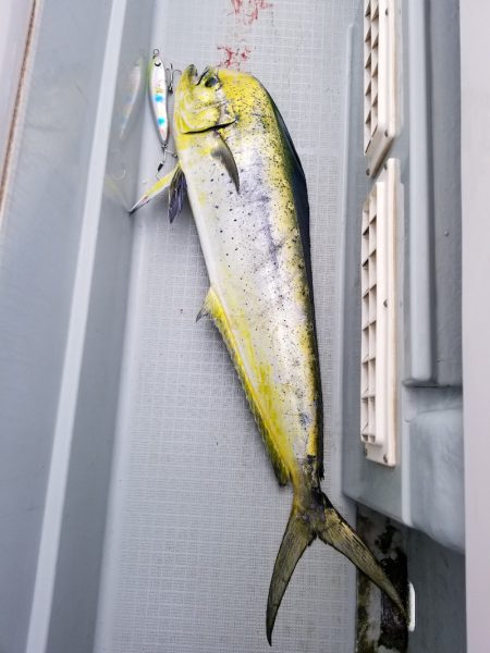 アマテラス 釣果