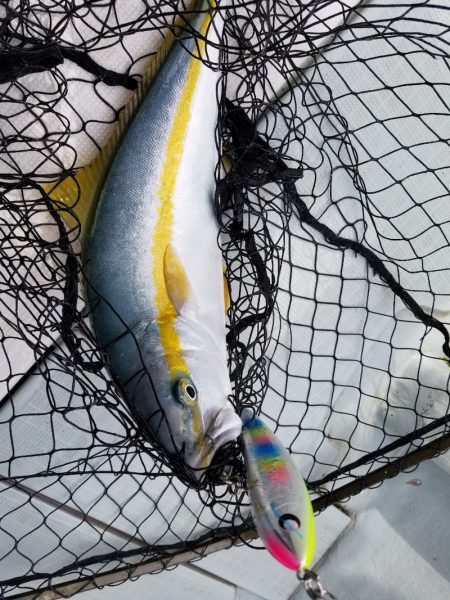 アマテラス 釣果