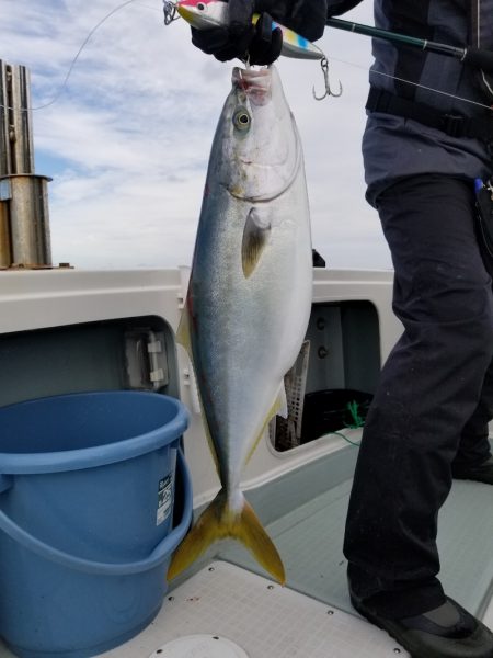 アマテラス 釣果