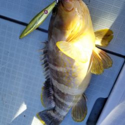 アマテラス 釣果