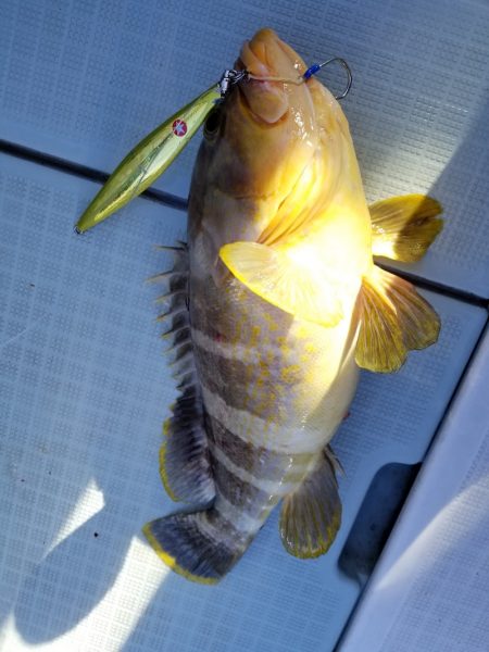 アマテラス 釣果