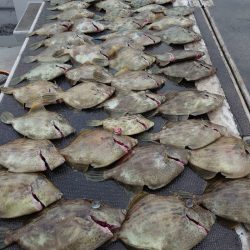 ブルースフィッシングサービス 釣果