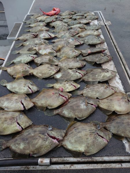 ブルースフィッシングサービス 釣果