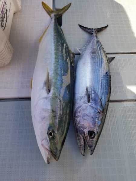 アマテラス 釣果