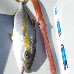 アマテラス 釣果