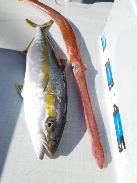 アマテラス 釣果