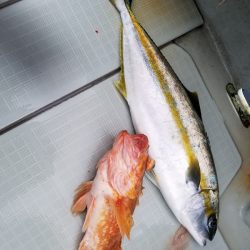 アマテラス 釣果