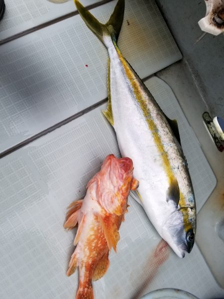 アマテラス 釣果