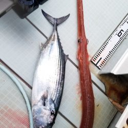 アマテラス 釣果