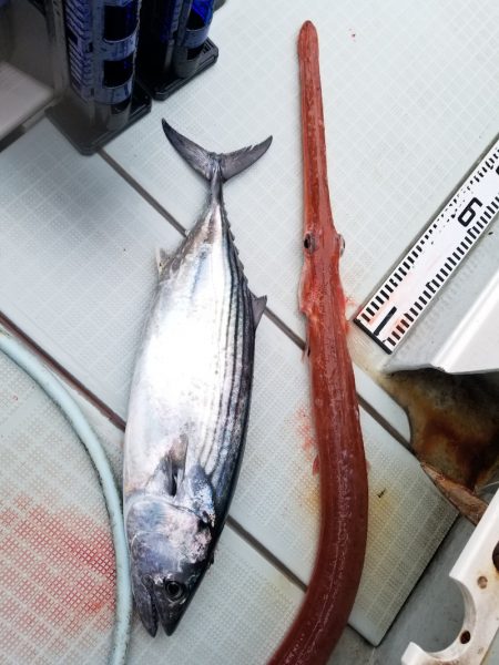 アマテラス 釣果