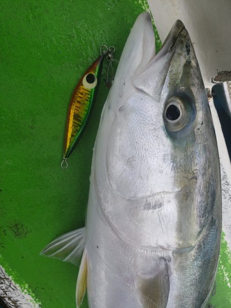 丸万釣船 釣果