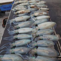 ブルースフィッシングサービス 釣果