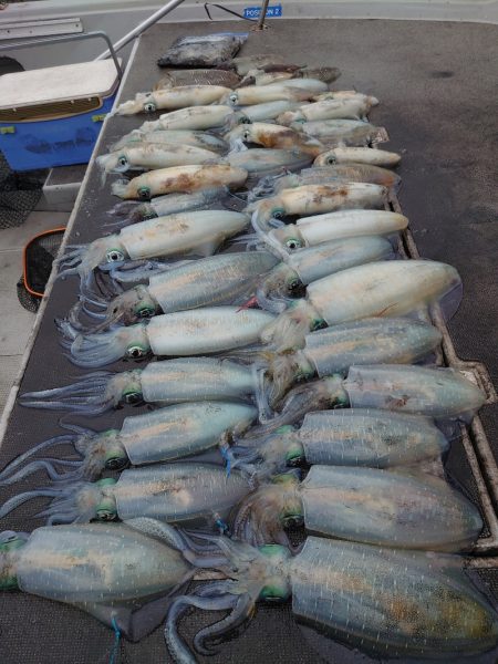 ブルースフィッシングサービス 釣果