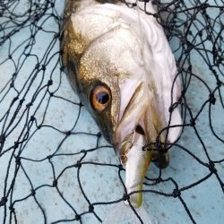 アマテラス 釣果