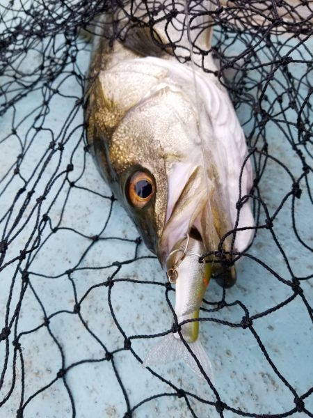 アマテラス 釣果