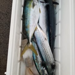 アマテラス 釣果