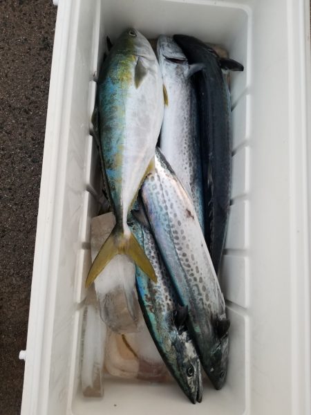 アマテラス 釣果