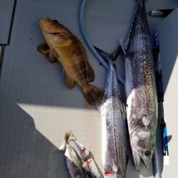 アマテラス 釣果