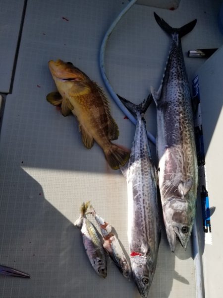 アマテラス 釣果