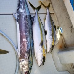 アマテラス 釣果