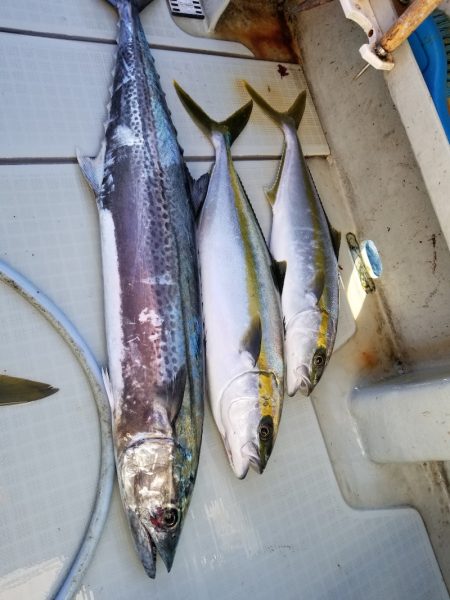 アマテラス 釣果