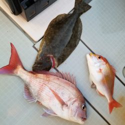 アマテラス 釣果