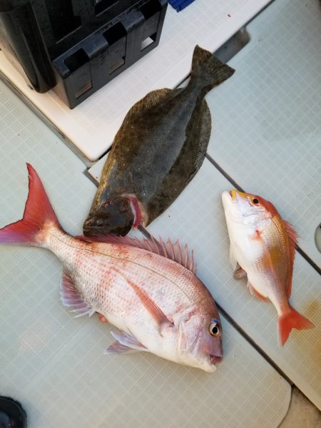 アマテラス 釣果