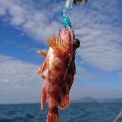 遊漁船 家入 釣果