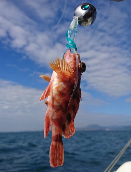 遊漁船 家入 釣果