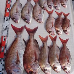 遊漁船 家入 釣果