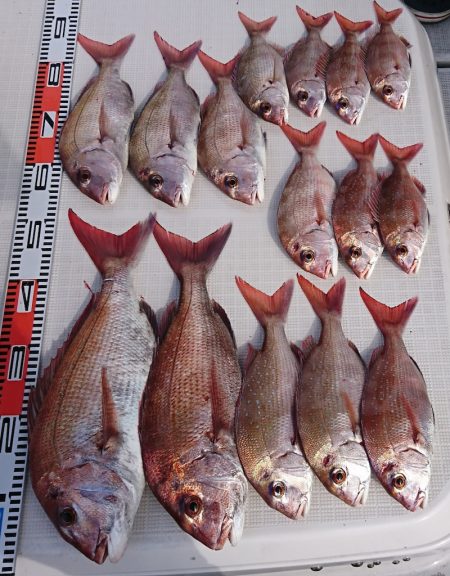 遊漁船 家入 釣果