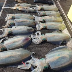 ブルースフィッシングサービス 釣果