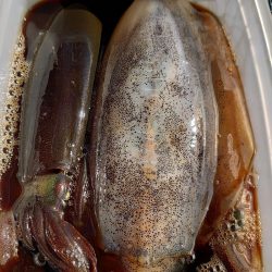 ブルースフィッシングサービス 釣果