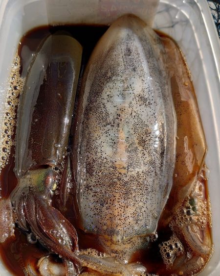 ブルースフィッシングサービス 釣果