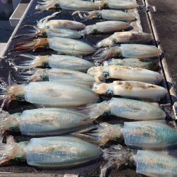 ブルースフィッシングサービス 釣果