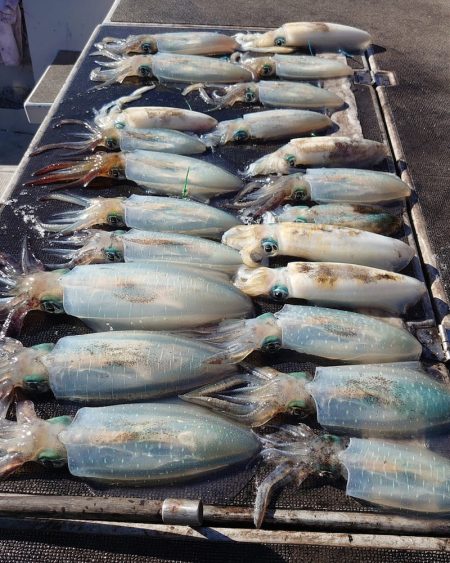 ブルースフィッシングサービス 釣果