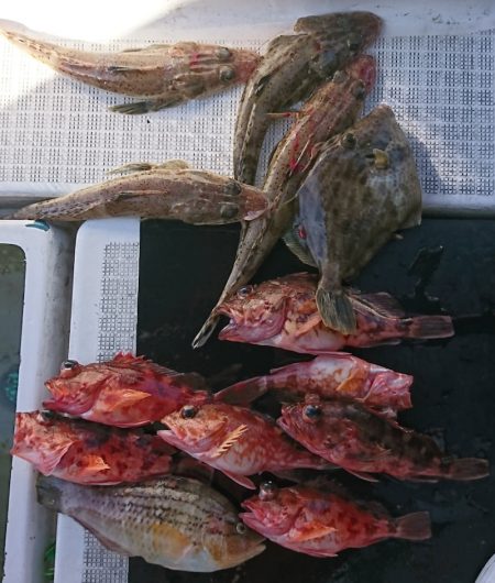 遊漁船 家入 釣果