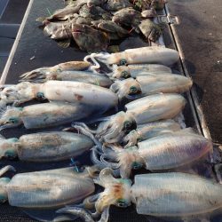 ブルースフィッシングサービス 釣果