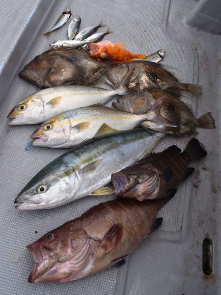 渡船屋たにぐち 釣果